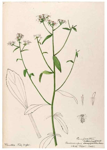 Reproducción/Reproduction 48789479572: [Water-color sketches of plants of North America and Europe]. . 