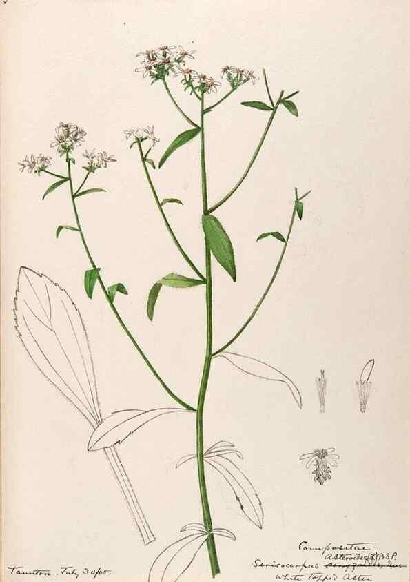 Reproducción/Reproduction 48789479572: [Water-color sketches of plants of North America and Europe]. . 