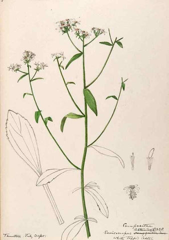 Reproducción/Reproduction 48789479572: [Water-color sketches of plants of North America and Europe]. . 
