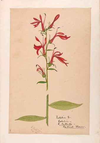 Reproducción/Reproduction 48788940903: [Water-color sketches of plants of North America and Europe]. . 