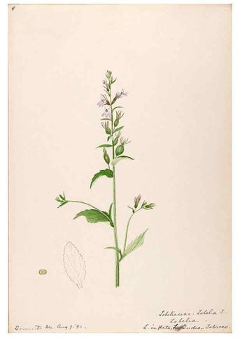 Reproducción/Reproduction 48789450912: [Water-color sketches of plants of North America and Europe]. . 