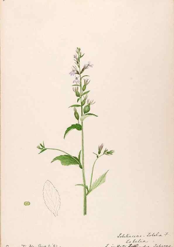 Reproducción/Reproduction 48789450912: [Water-color sketches of plants of North America and Europe]. . 