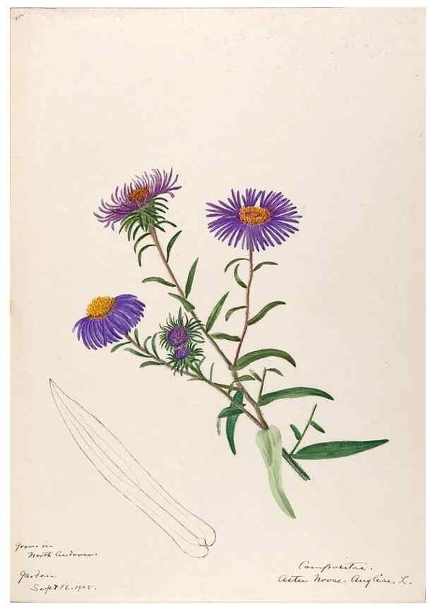 Reproducción/Reproduction 48788964818: [Water-color sketches of plants of North America and Europe]. . 