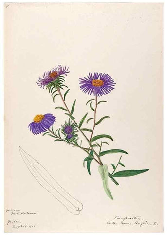 Reproducción/Reproduction 48788964818: [Water-color sketches of plants of North America and Europe]. . 