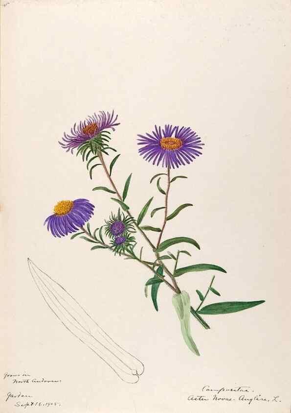 Reproducción/Reproduction 48788964818: [Water-color sketches of plants of North America and Europe]. . 