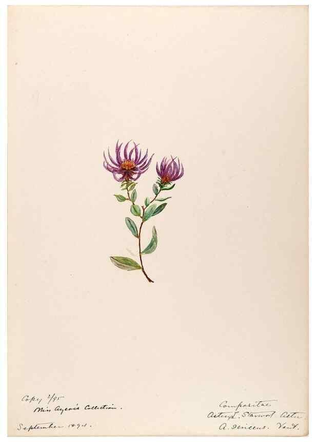 Reproducción/Reproduction 48789327211: [Water-color sketches of plants of North America and Europe]. . 