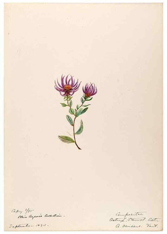 Reproducción/Reproduction 48789327211: [Water-color sketches of plants of North America and Europe]. . 