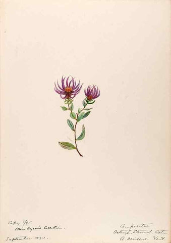 Reproducción/Reproduction 48789327211: [Water-color sketches of plants of North America and Europe]. . 