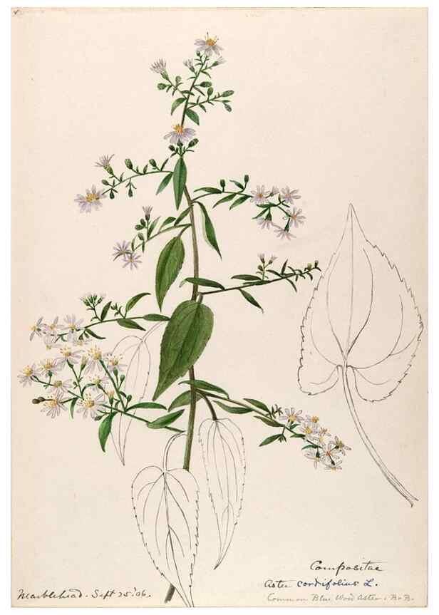 Reproducción/Reproduction 48789474362: [Water-color sketches of plants of North America and Europe]. . 