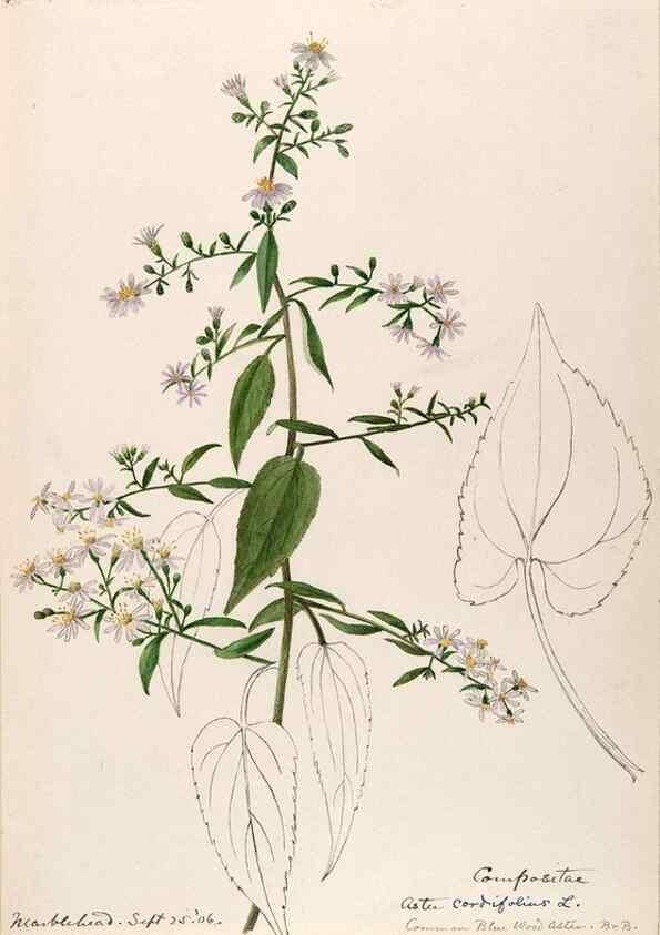 Reproducción/Reproduction 48789474362: [Water-color sketches of plants of North America and Europe]. . 
