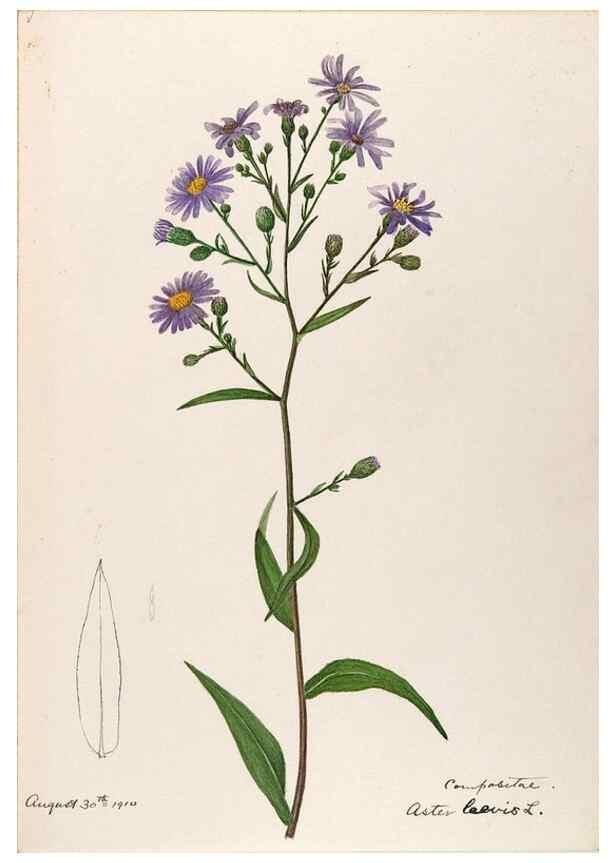 Reproducción/Reproduction 48788966078: [Water-color sketches of plants of North America and Europe]. . 