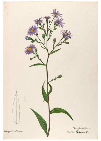 Reproducción/Reproduction 48788966078: [Water-color sketches of plants of North America and Europe]. . 
