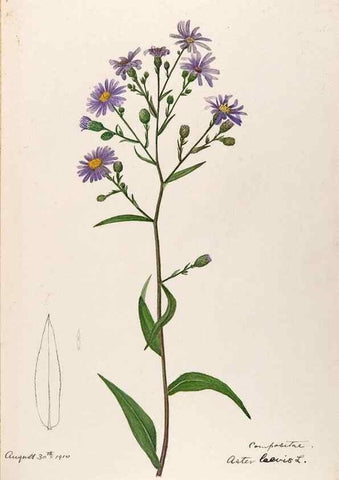Reproducción/Reproduction 48788966078: [Water-color sketches of plants of North America and Europe]. . 