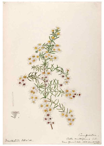 Reproducción/Reproduction 48788966558: [Water-color sketches of plants of North America and Europe]. . 