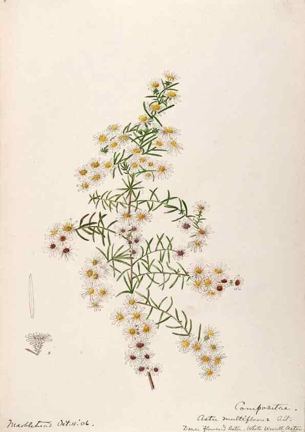 Reproducción/Reproduction 48788966558: [Water-color sketches of plants of North America and Europe]. . 