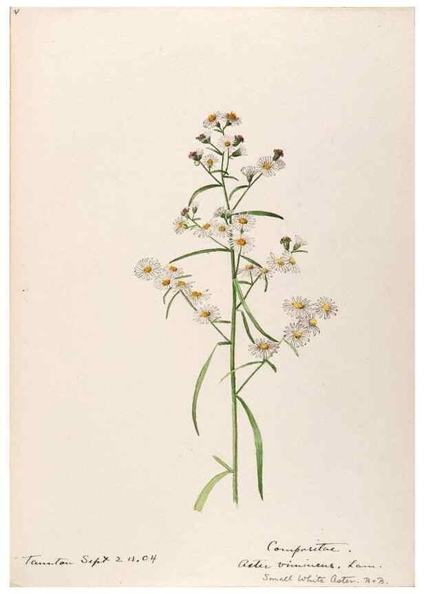 Reproducción/Reproduction 48788966888: [Water-color sketches of plants of North America and Europe]. . 