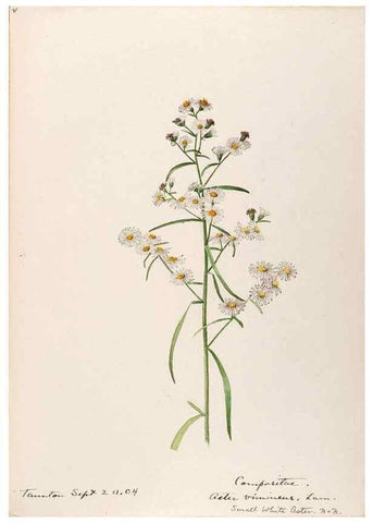 Reproducción/Reproduction 48788966888: [Water-color sketches of plants of North America and Europe]. . 
