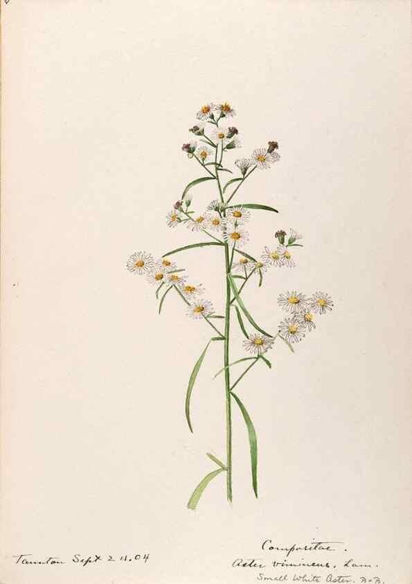 Reproducción/Reproduction 48788966888: [Water-color sketches of plants of North America and Europe]. . 
