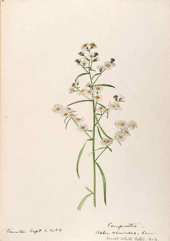 Reproducción/Reproduction 48788966888: [Water-color sketches of plants of North America and Europe]. . 