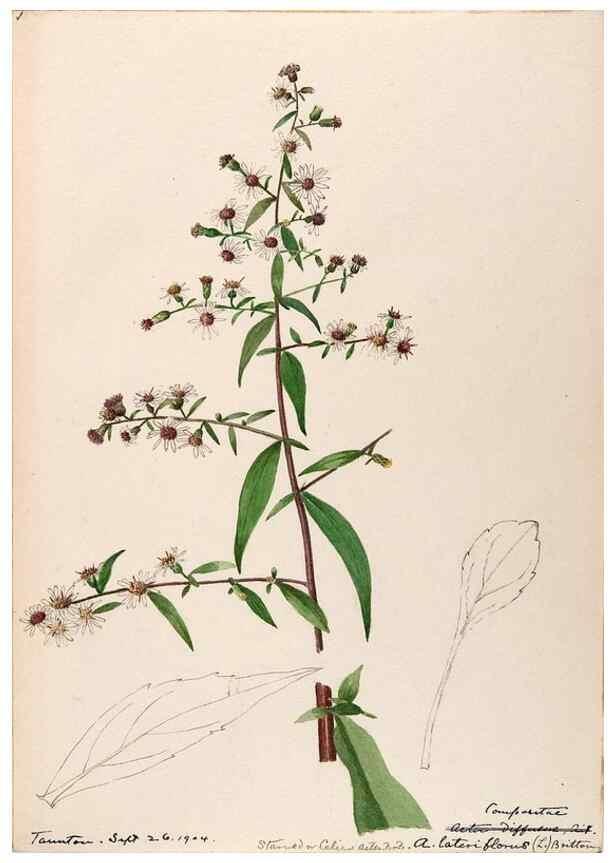 Reproducción/Reproduction 48789476012: [Water-color sketches of plants of North America and Europe]. . 