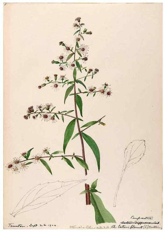 Reproducción/Reproduction 48789476012: [Water-color sketches of plants of North America and Europe]. . 