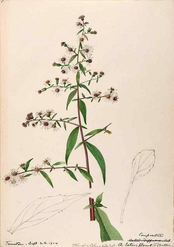 Reproducción/Reproduction 48789476012: [Water-color sketches of plants of North America and Europe]. . 