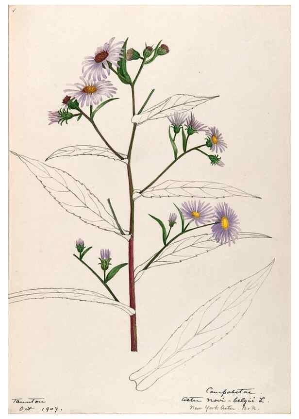 Reproducción/Reproduction 48789476392: [Water-color sketches of plants of North America and Europe]. . 