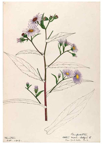 Reproducción/Reproduction 48789476392: [Water-color sketches of plants of North America and Europe]. . 