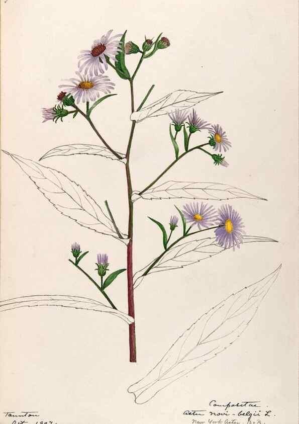 Reproducción/Reproduction 48789476392: [Water-color sketches of plants of North America and Europe]. . 