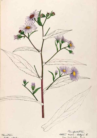 Reproducción/Reproduction 48789476392: [Water-color sketches of plants of North America and Europe]. . 