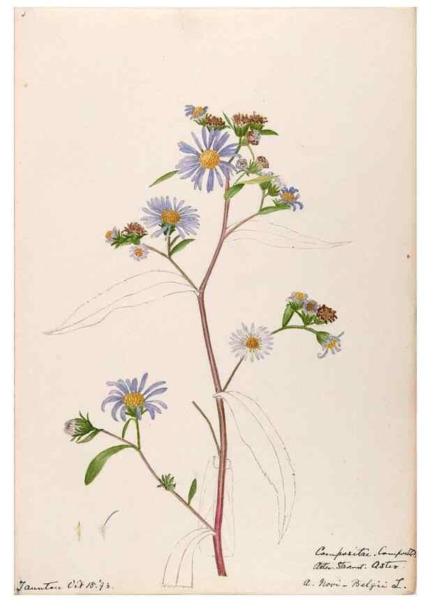 Reproducción/Reproduction 48788968063: [Water-color sketches of plants of North America and Europe]. . 