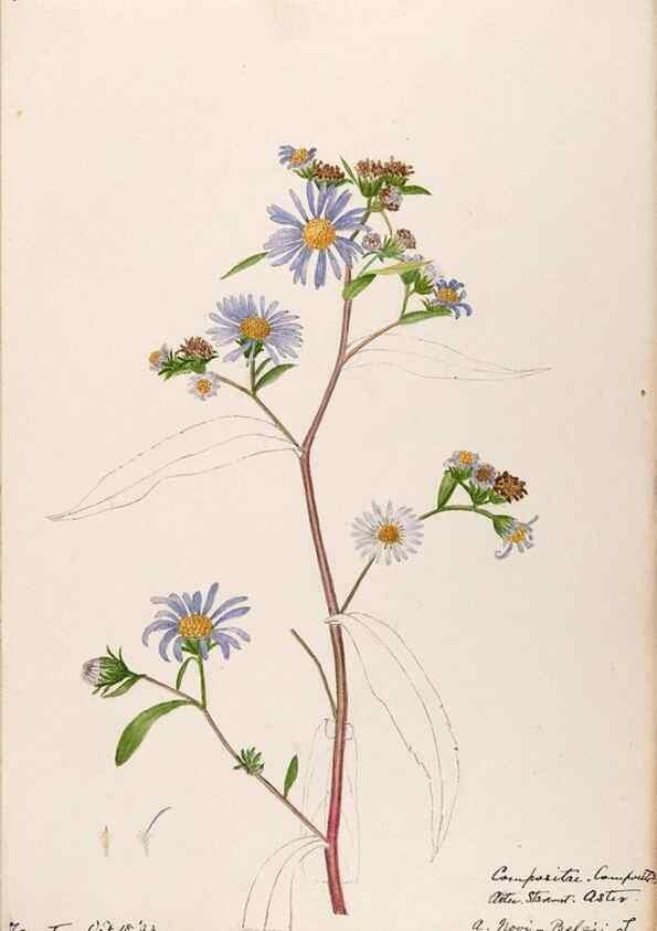 Reproducción/Reproduction 48788968063: [Water-color sketches of plants of North America and Europe]. . 