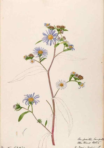Reproducción/Reproduction 48788968063: [Water-color sketches of plants of North America and Europe]. . 