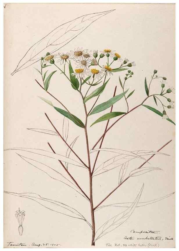 Reproducción/Reproduction 48788968423: [Water-color sketches of plants of North America and Europe]. . 