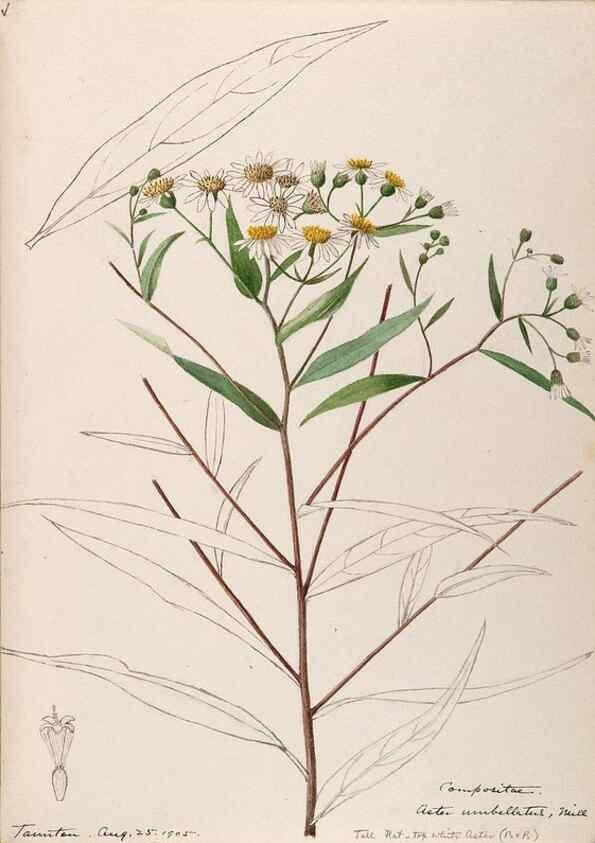 Reproducción/Reproduction 48788968423: [Water-color sketches of plants of North America and Europe]. . 