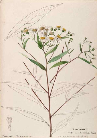 Reproducción/Reproduction 48788968423: [Water-color sketches of plants of North America and Europe]. . 