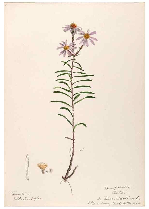 Reproducción/Reproduction 48789330861: [Water-color sketches of plants of North America and Europe]. . 