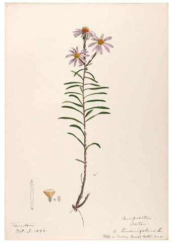 Reproducción/Reproduction 48789330861: [Water-color sketches of plants of North America and Europe]. . 