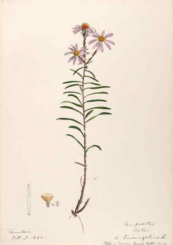 Reproducción/Reproduction 48789330861: [Water-color sketches of plants of North America and Europe]. . 