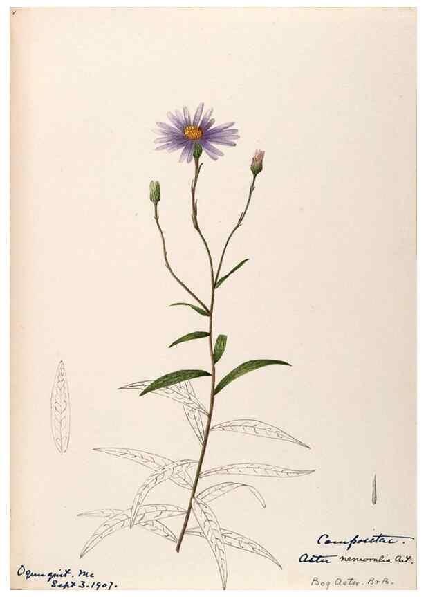 Reproducción/Reproduction 48789477712: [Water-color sketches of plants of North America and Europe]. . 