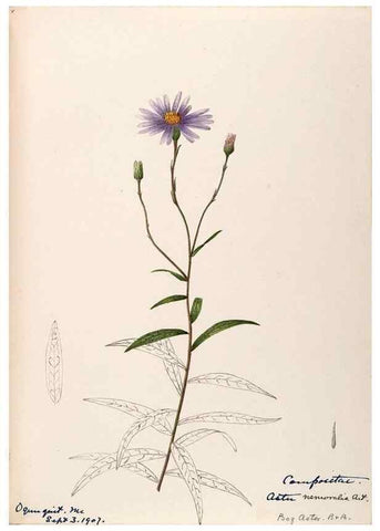 Reproducción/Reproduction 48789477712: [Water-color sketches of plants of North America and Europe]. . 