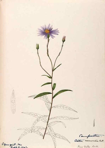 Reproducción/Reproduction 48789477712: [Water-color sketches of plants of North America and Europe]. . 