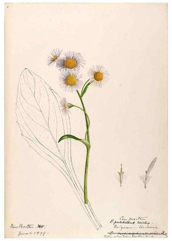Reproducción/Reproduction 48788969433: [Water-color sketches of plants of North America and Europe]. . 