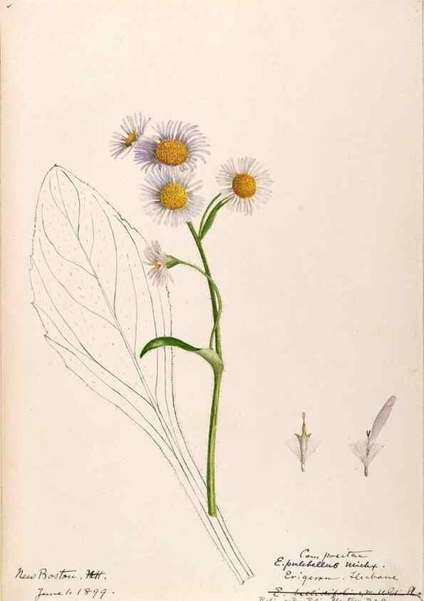 Reproducción/Reproduction 48788969433: [Water-color sketches of plants of North America and Europe]. . 