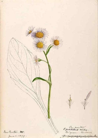 Reproducción/Reproduction 48788969433: [Water-color sketches of plants of North America and Europe]. . 