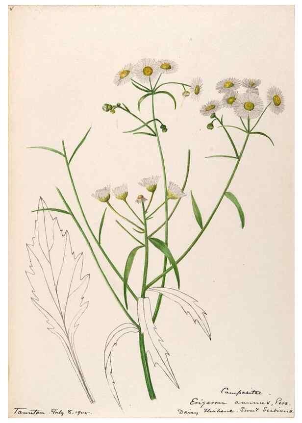 Reproducción/Reproduction 48789331906: [Water-color sketches of plants of North America and Europe]. . 
