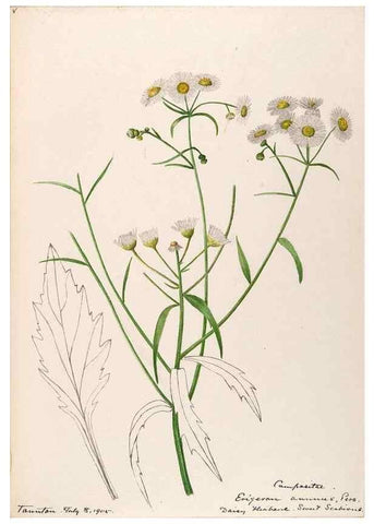 Reproducción/Reproduction 48789331906: [Water-color sketches of plants of North America and Europe]. . 