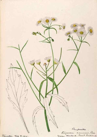 Reproducción/Reproduction 48789331906: [Water-color sketches of plants of North America and Europe]. . 