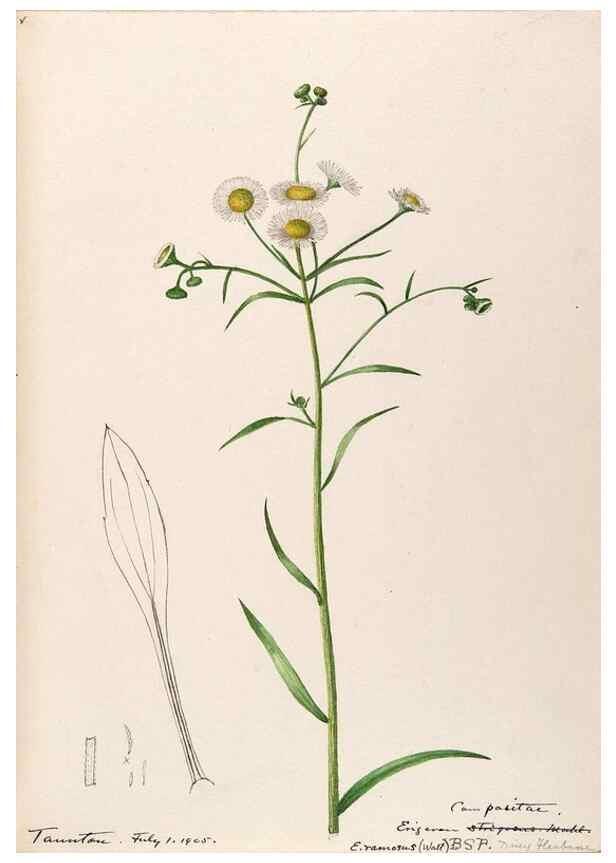 Reproducción/Reproduction 48789478692: [Water-color sketches of plants of North America and Europe]. . 
