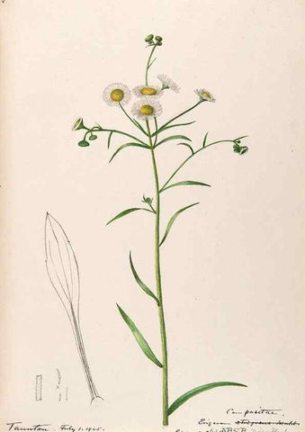 Reproducción/Reproduction 48789478692: [Water-color sketches of plants of North America and Europe]. . 